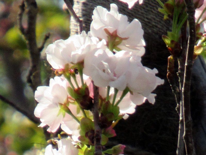 桜シリーズ33 天の川