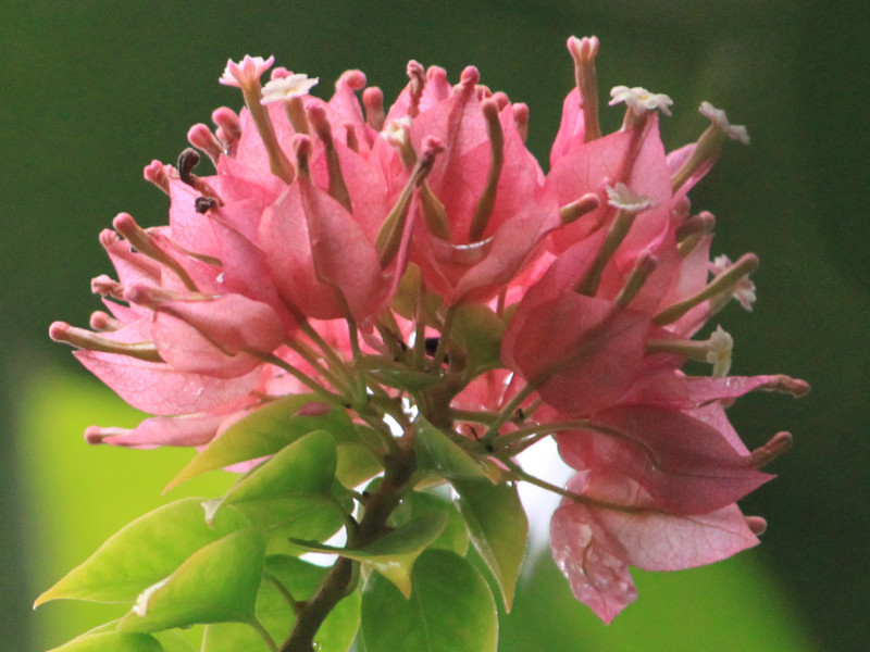 Bougainvillea