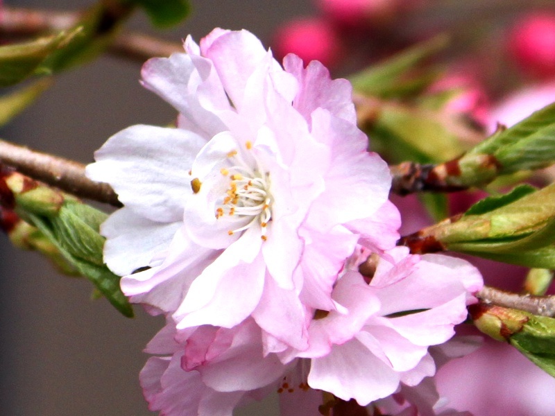 八重枝垂櫻 Prunus Pendula 科技研花图画书