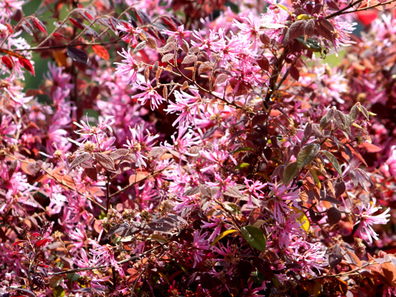 Chinese fringe flower