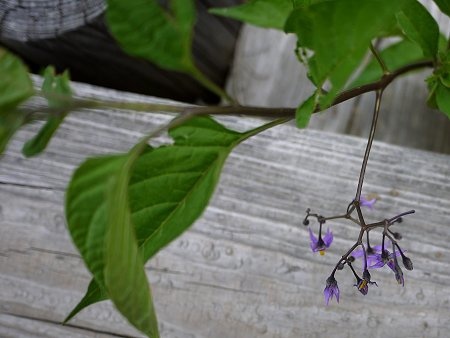 Solanum megacarpum