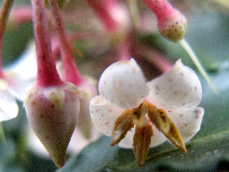 Ardisia crenata