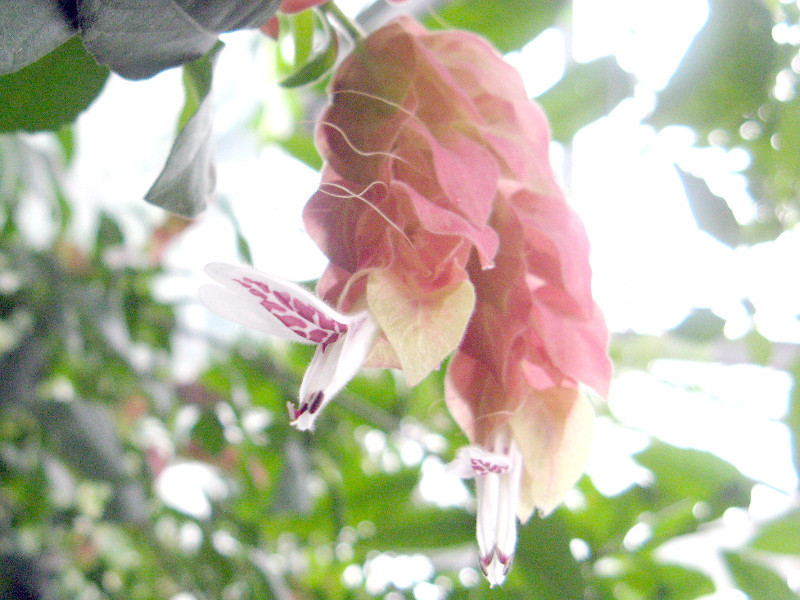 Mexican Shrimp Plant Justicia Brandegeeana Flower Database