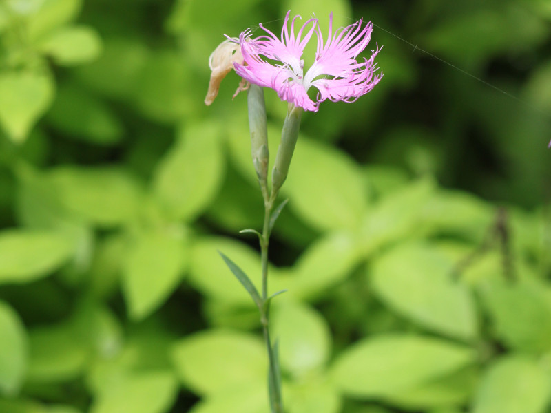 Dianthus longicalycinus