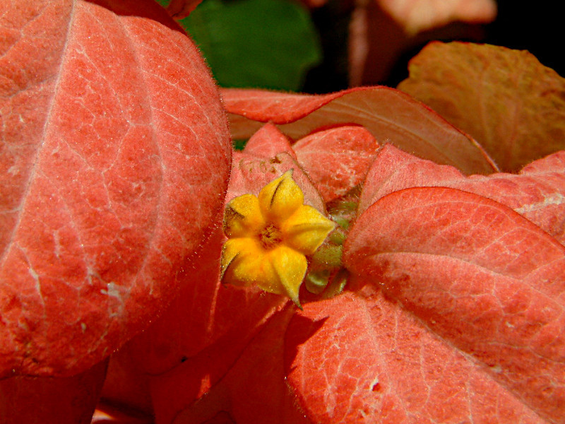 Mussaenda 'Dona Luz'