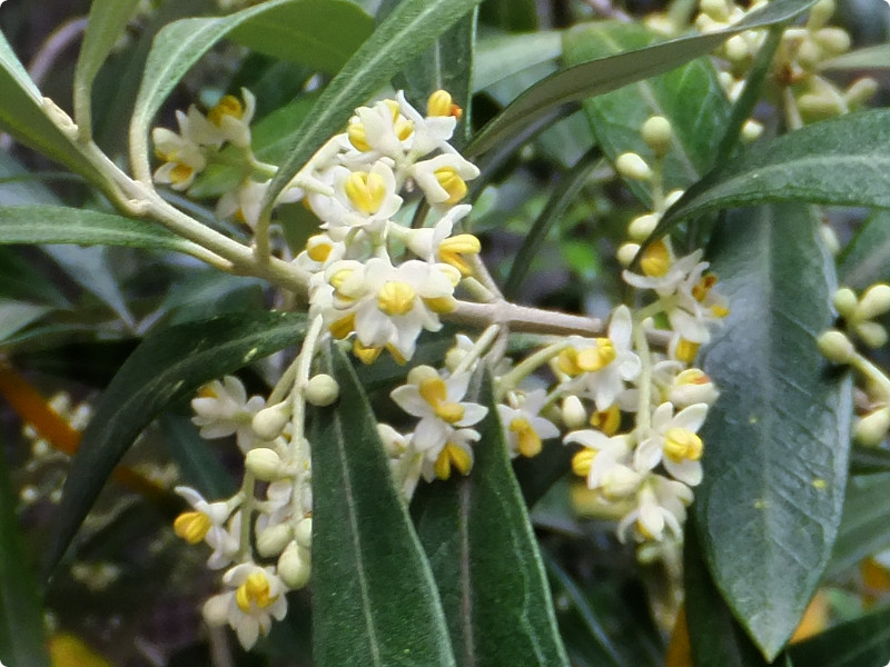 オリーブ Olea Europaea かぎけん花図鑑