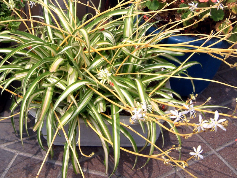 オリヅルラン Chlorophytum Comosum かぎけん花図鑑