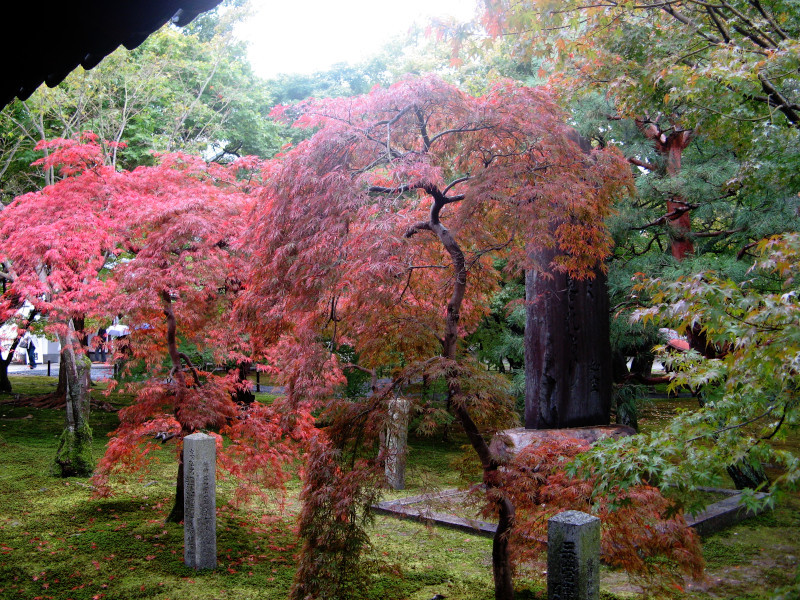 Maple tree 