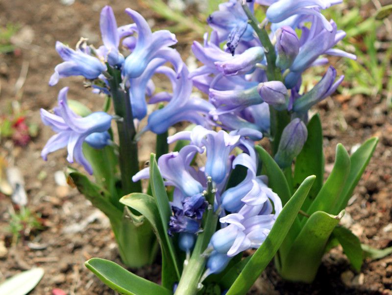 Roman hyacinth