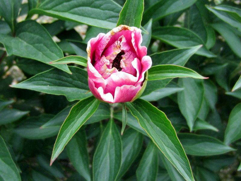 Chinese peony