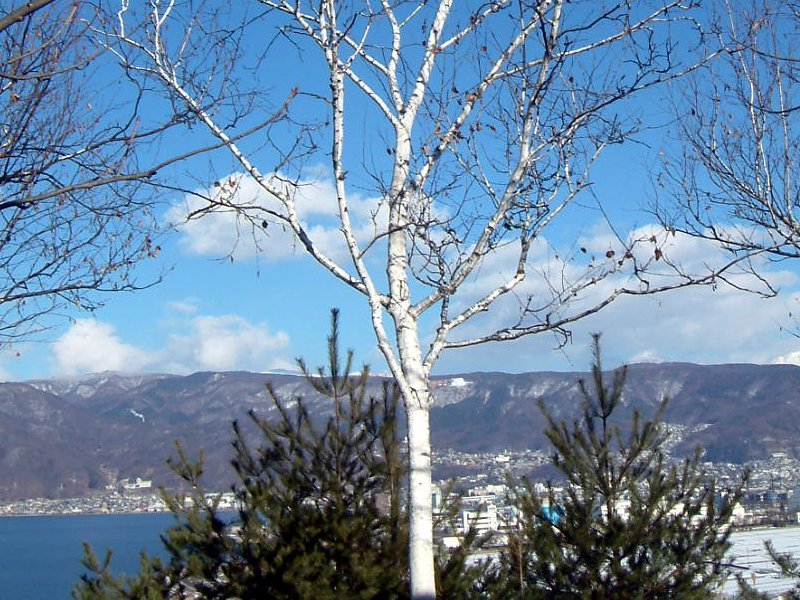 White birch