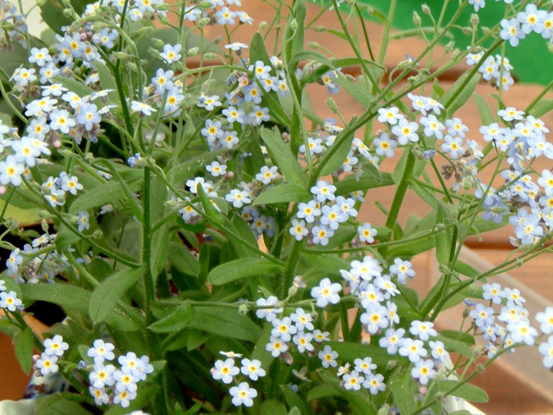 勿忘草 Myosotis Scorpioides L 科技研花图画书