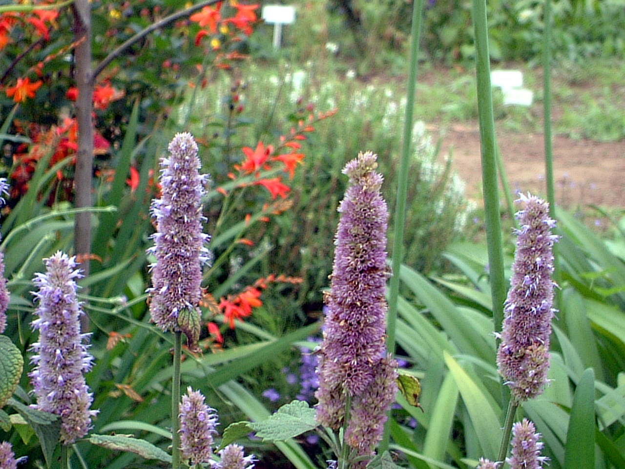 Anise hyssop