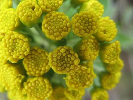 gold and silver chrysanthemum