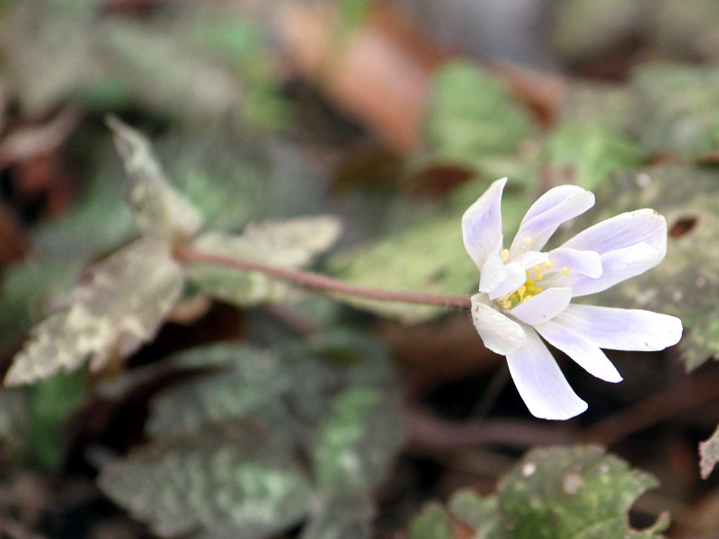 Anemone keisueana