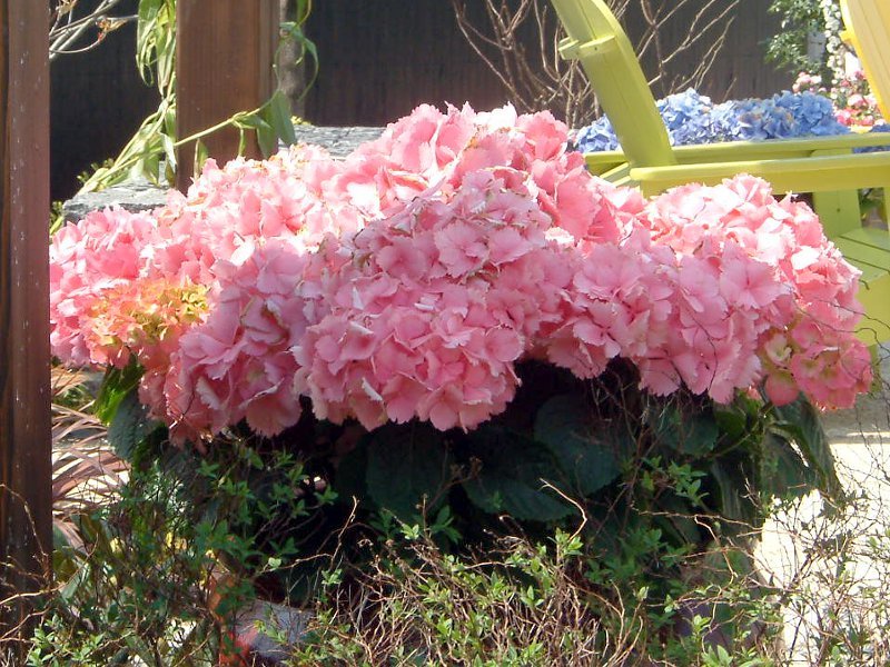 西洋绣球花 Hydrangea Macrophylla F Macrophylla 科技研花图画书