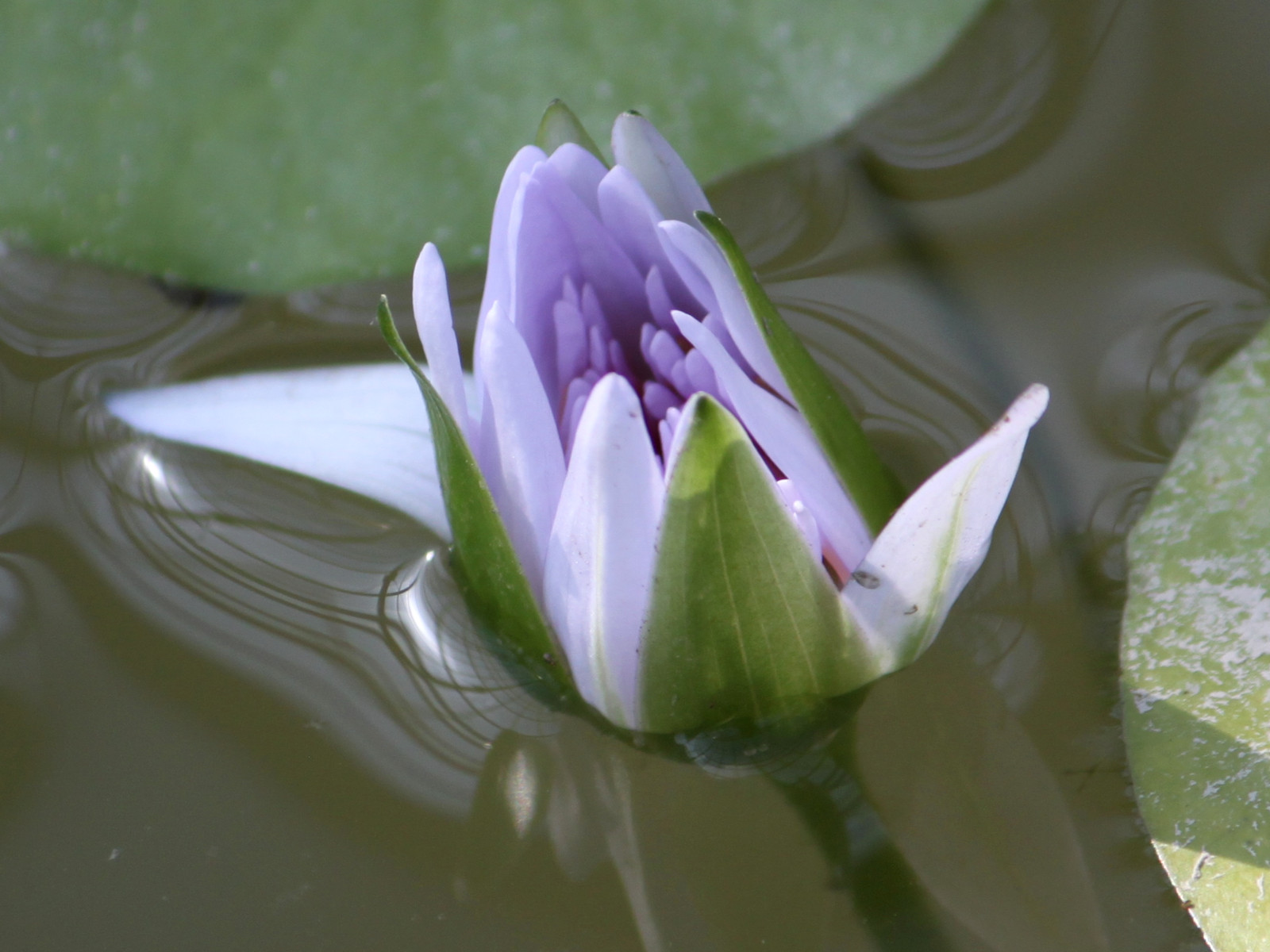 Tropical Waterlily 'Nymphaea White Colorata' 