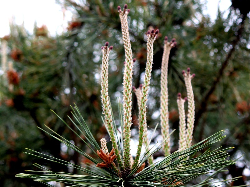 マツ Pinus かぎけん花図鑑