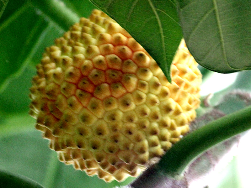 Breadfruit