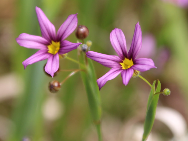 ニワゼキショウ Sisyrinchium Rosulatum かぎけん花図鑑