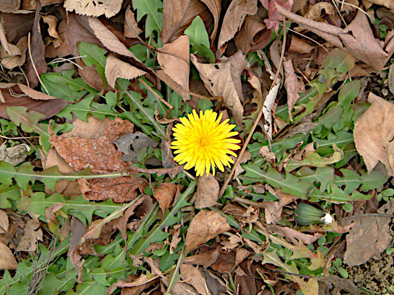 Taraxacum officinale