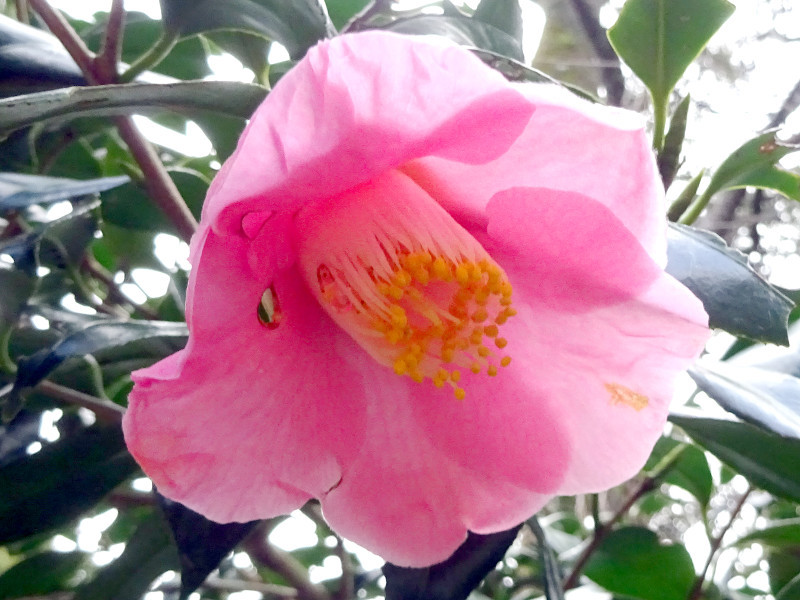 Camellia 'Juro-an'