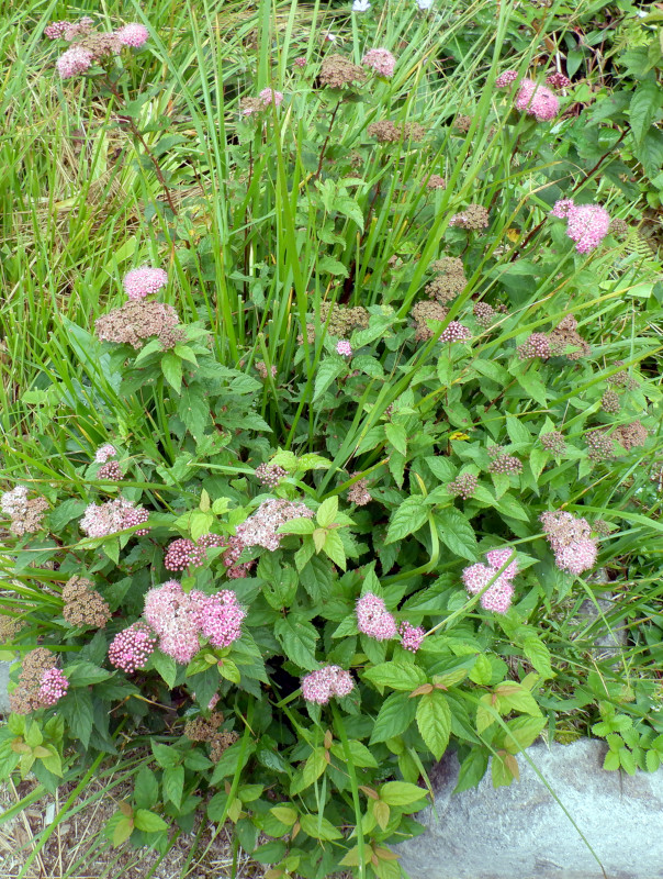 Spiraea japonic
