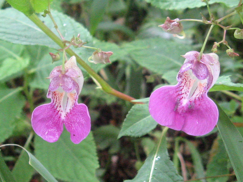 ツリフネソウ Impatiens Textori かぎけん花図鑑