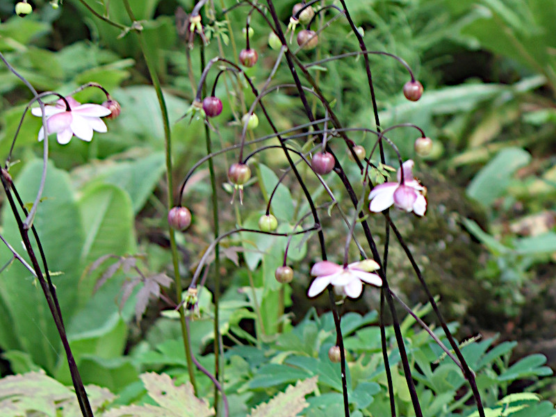 Anemonopsis macrophylla