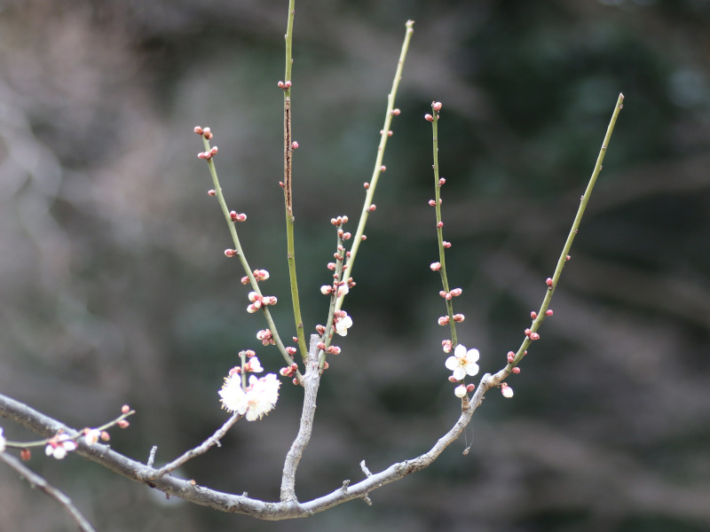 梅 春日野