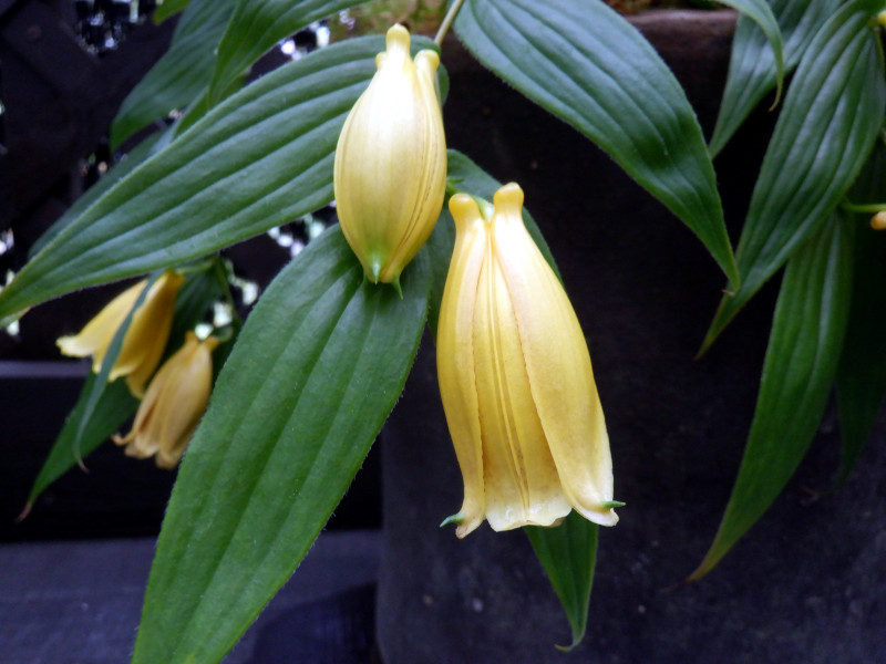 Tricyrtis macranthopsis