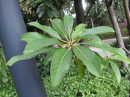 Daphniphyllum teijsmannii