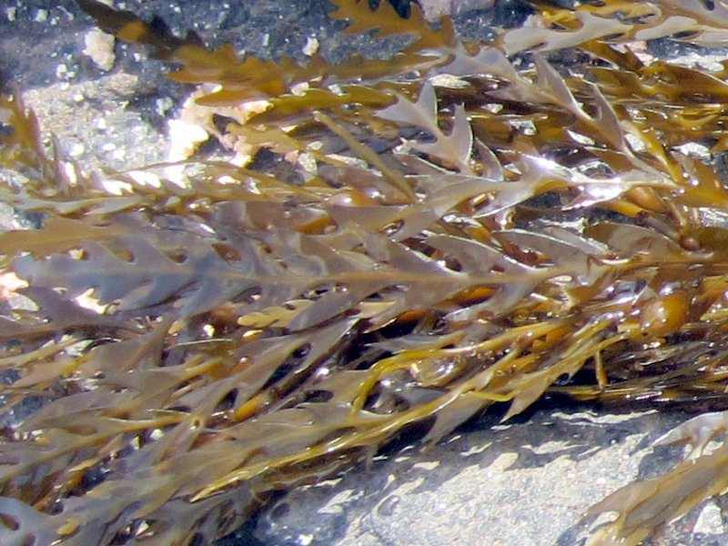 ホンダワラ Sargassum Fulvellum かぎけん花図鑑