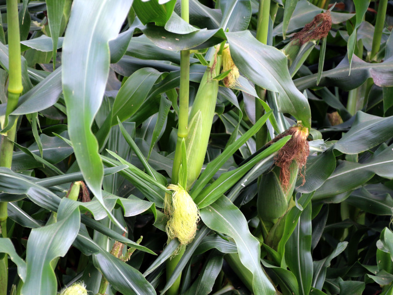 トウモロコシ Zea Mays かぎけん花図鑑