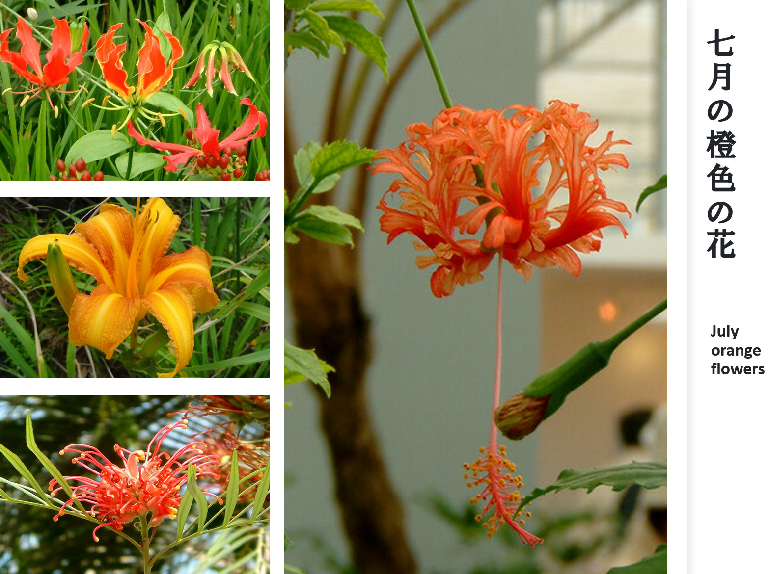 Hibiscus schizopetalus