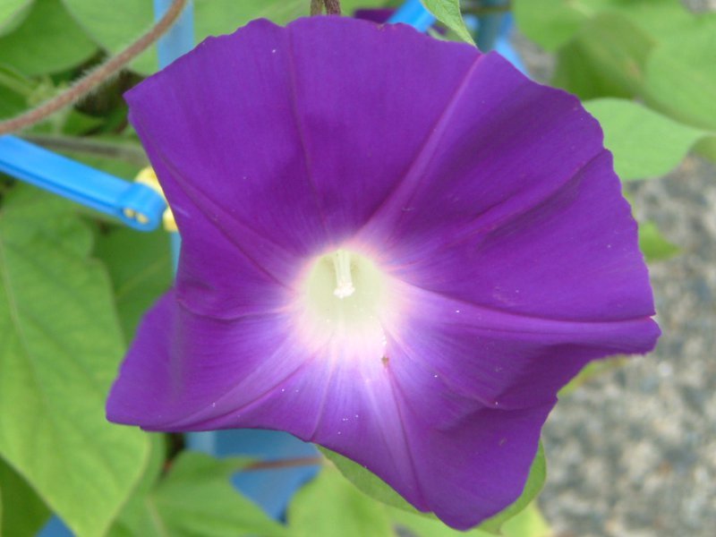 Morning Glory