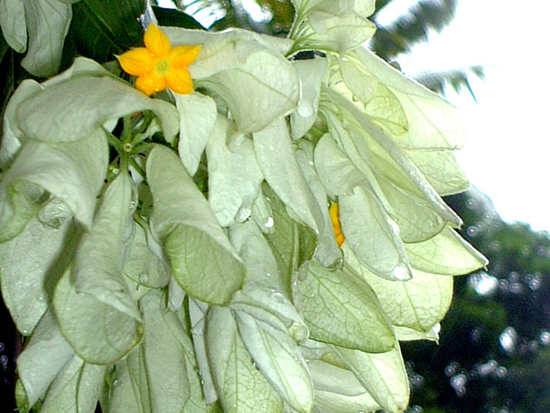 Mussaenda Dona Aurora