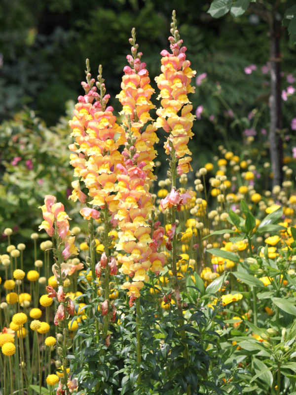 Snapdragon 'Parisienne'