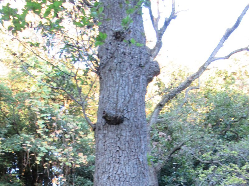 Alnus japonica