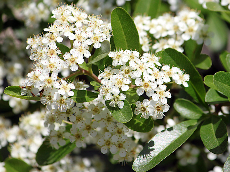 Pyracantha