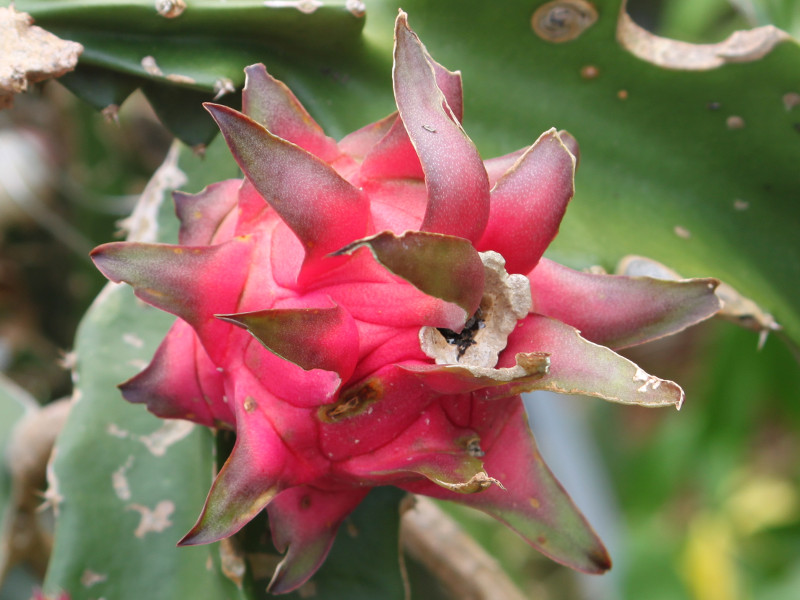 サンカクサボテン Hylocereus Undatus かぎけん花図鑑