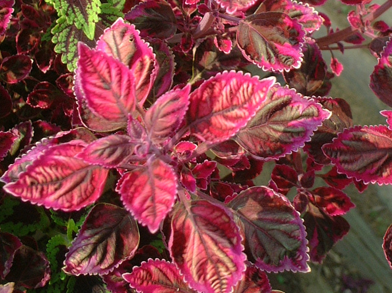 コリウス Coleus かぎけん花図鑑