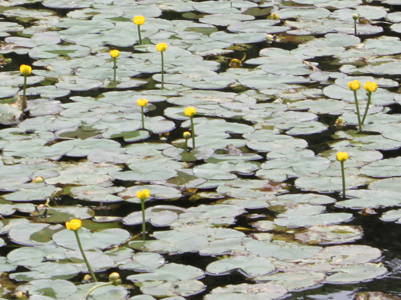 Nuphar subintegerrimum