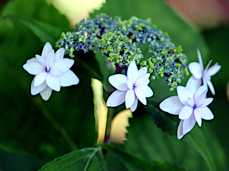 山紫陽花　'菊咲七段花'