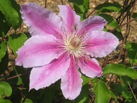 Clematis