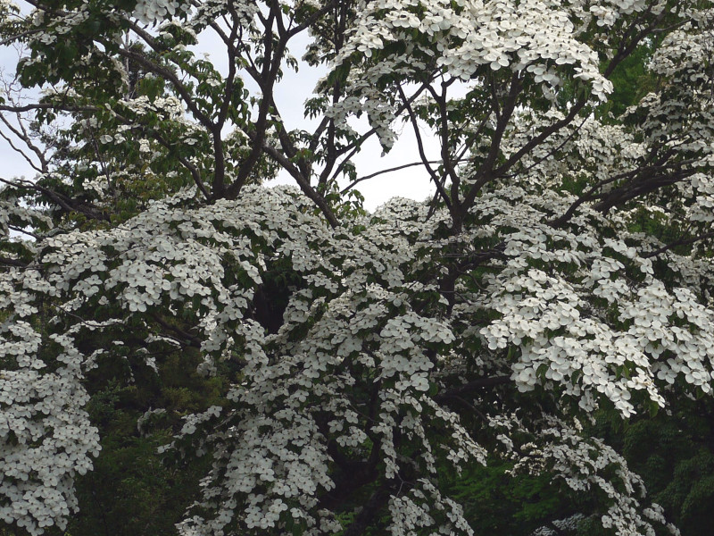 Japanese Flowering Dogwood