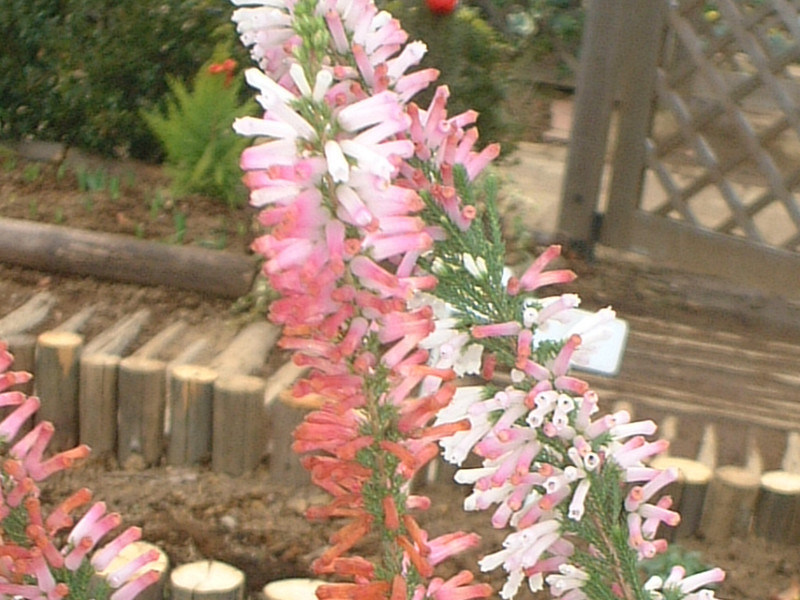 Erica colorans ' White delight'