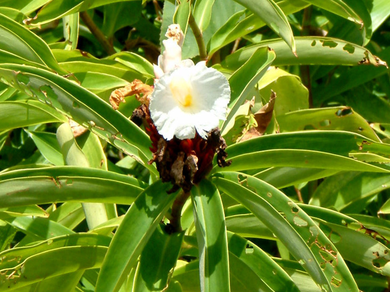 Cheilocostus speciosus