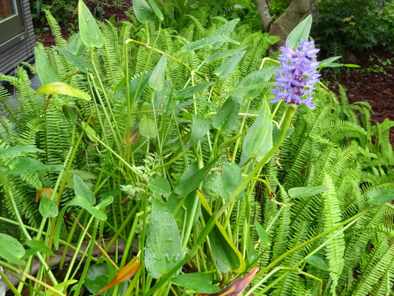 Pontederia cordata