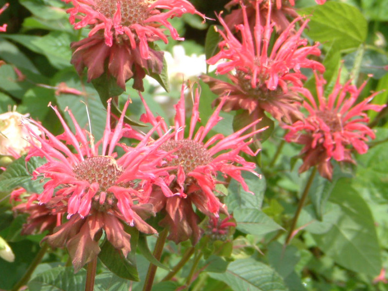 ベルガモット Monarda Didyma かぎけん花図鑑